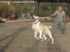 Il veterinario della scuderia che simula un attacco con un lungo bastone